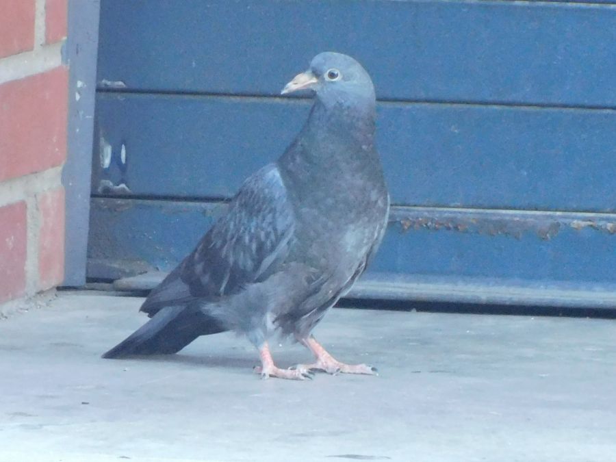 A large gray adult pigeon on a restaurant step.