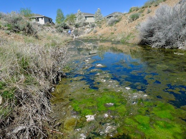 Un ejemplo de una via fluvial contaminada con basura y con exceso de algas.