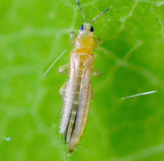long, thin, winged insect on a leaf