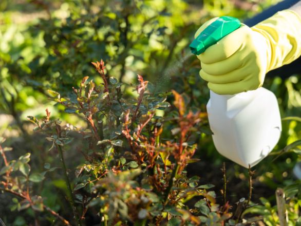  Pesticidas que se aplican a una planta de jardín.