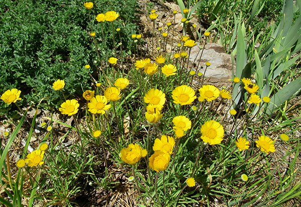 tall yellow flowers and green plants.
