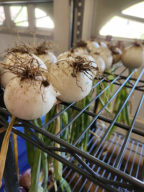 large white onions drying on metal rack.