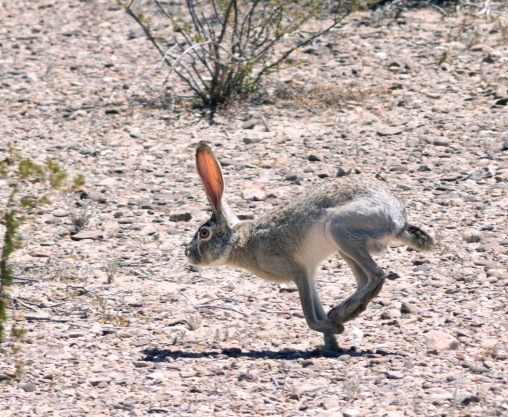 A large jackrabbit runs through desert brush, photo from NDOW website