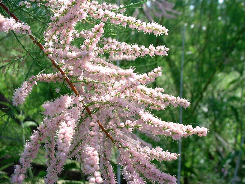 Saltcedar flowers, pink flowers growing on branches.