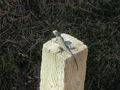 a lizard on a fence pole