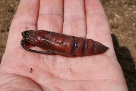 Una pupa grande en un mano