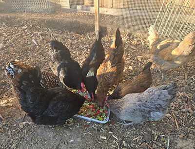 chickens eating outside