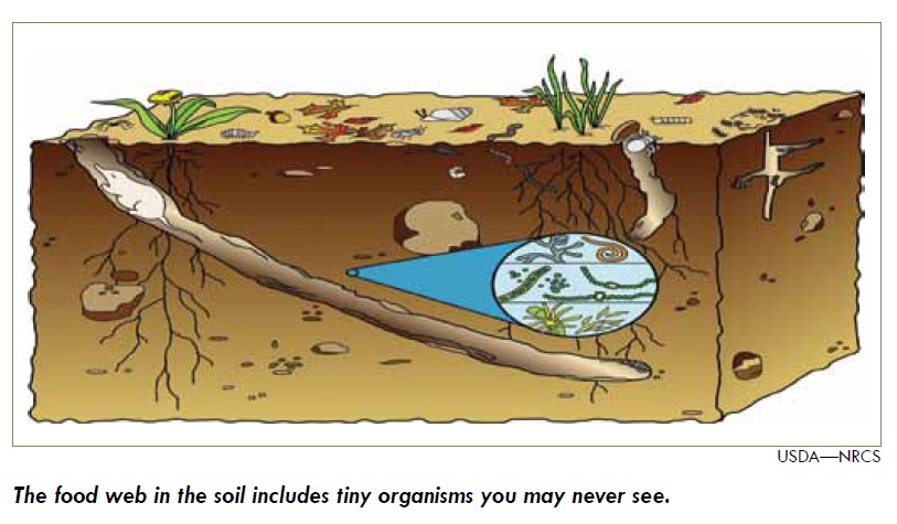A food web soil chart illustration from USDA showing how the food web impacts soil health.