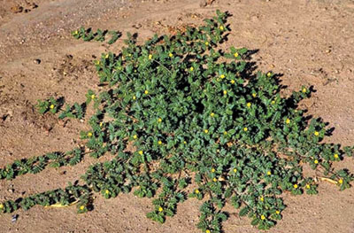 Puncturevine plant, a cluster of vines with tiny yellow flowers