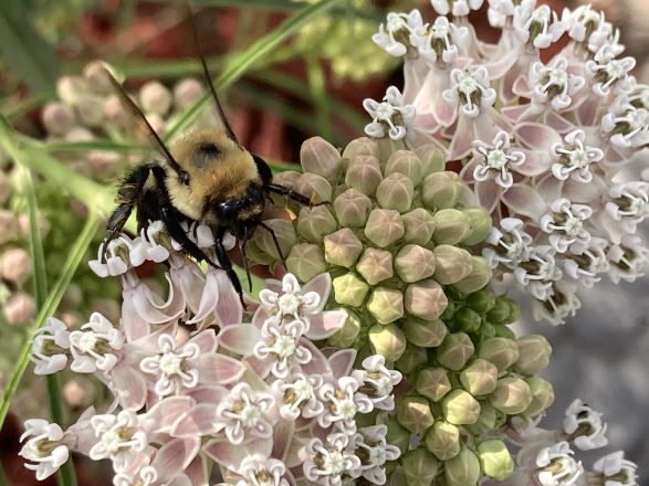 Bumble bee on milkweed flower