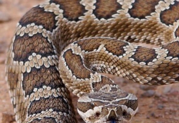 A large brown rattle snake coiled in the strike position from the NDOW website