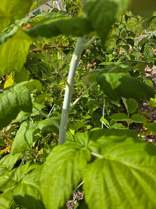 close-up of green plants.