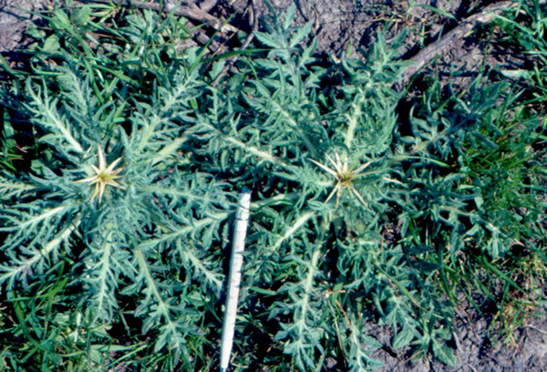 Purple starthistle plants growing crowded together. Each plant is star-shaped and spikey.