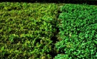 Symptoms of high infection (left) and low infection (right) levels of soybean rust within a soybean field.