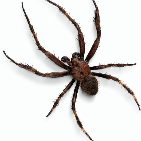 spider