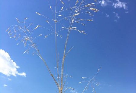 Uprooted Ventenata plant, brown and grassy with seeds at the end of each stem.