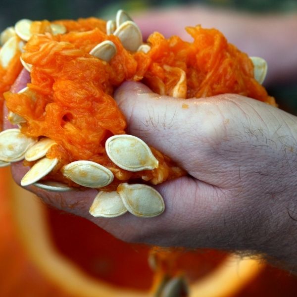Hands holding pumpkin guts
