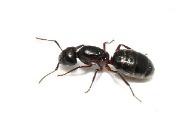 una reina hormiga carpintera, Foto de hhelene, stock.adobe.com.