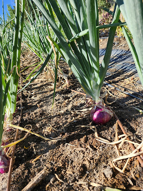 purple onions popping out of the dirt.