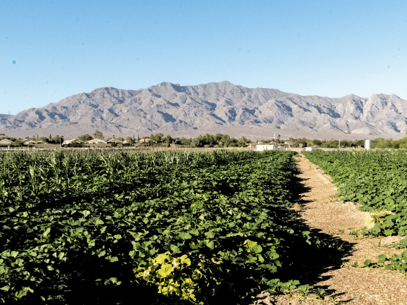 Farm in Nevada
