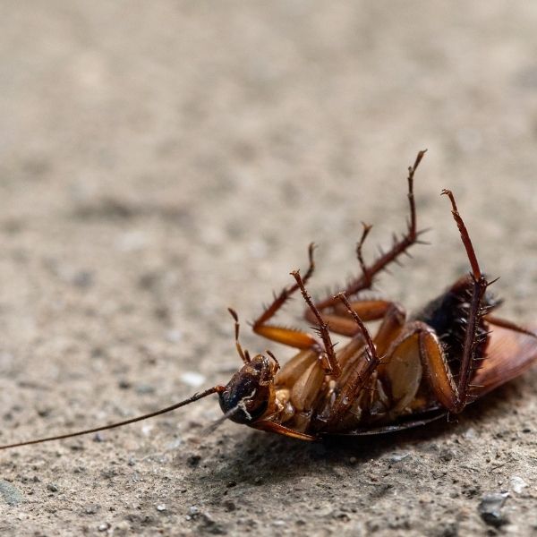 Dead bug