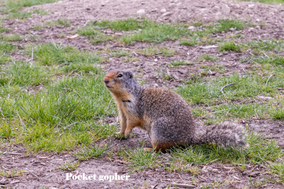 Image of a pocket gopher
