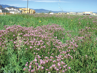 Canada thistle flowers in a field, tall, spikey plants with purple, circular, spikey flowers