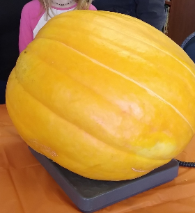 Large pumpkin on scale
