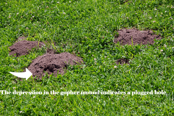 Fresh gopher mound - The depression in the mound indicates a plugged hole