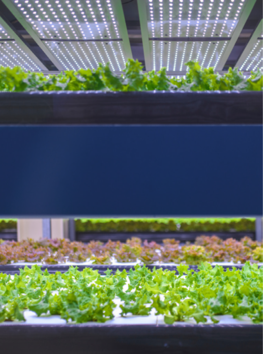 Plants growing in an indoor farming system.