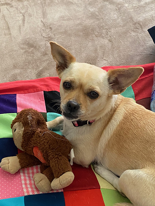 A tan colored chihuahua