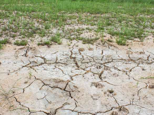 Salt on soil surface 