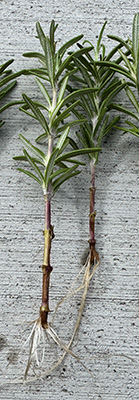 close up of rosemary with roots