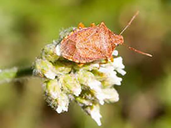 A brownish-red shield bug perched at the end of a white flower.