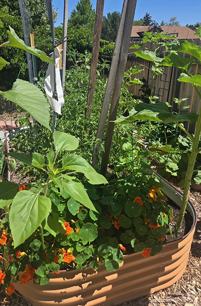 green plants with orange flowers in a garden barrell