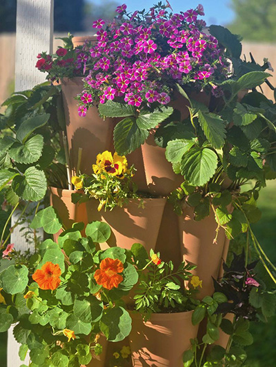 purple, orange and yellow flowers in pots