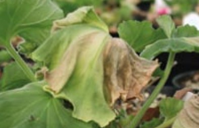 Geranium plant infected by R. solanacearum R. 3, B. 2, exhibiting southern wilt symptoms. vis Nevada Department of Agriculture