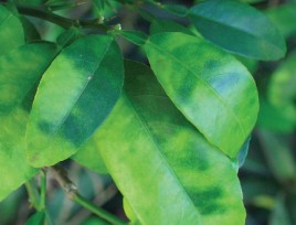 A pair of damaged green and yellow citrus leaves photo by USDA, Hilda Gomez 