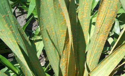 Red spotted Gladiolus leaves severely infected with gladiolus rust.
