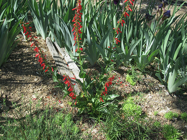 firecracker penstemon