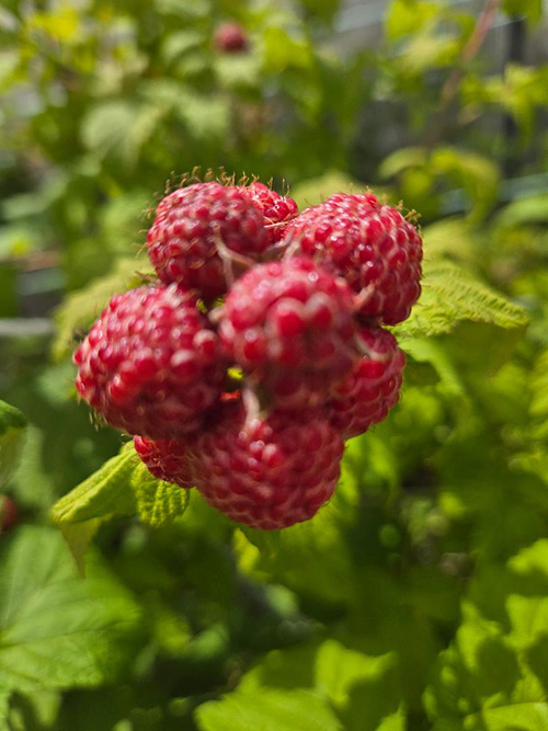 red rasberries