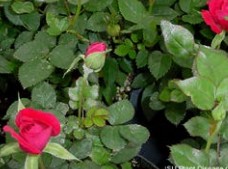 Powdery Mildew on roses, image from https://www.ipm.iastate.edu/