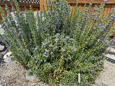 rosemary with purple flowers