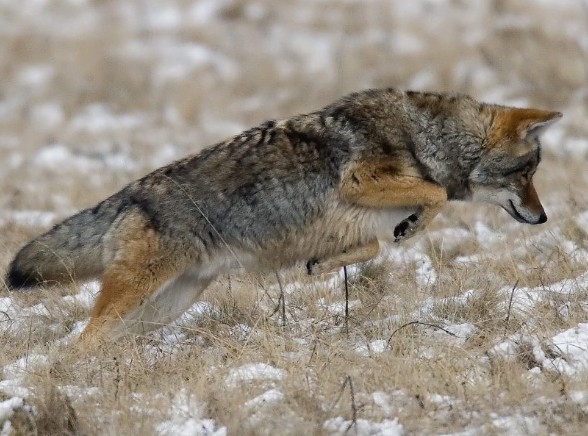 A grey and red furred coyote pounces for prey in tall, dry winter grass. Image from NDOW website.