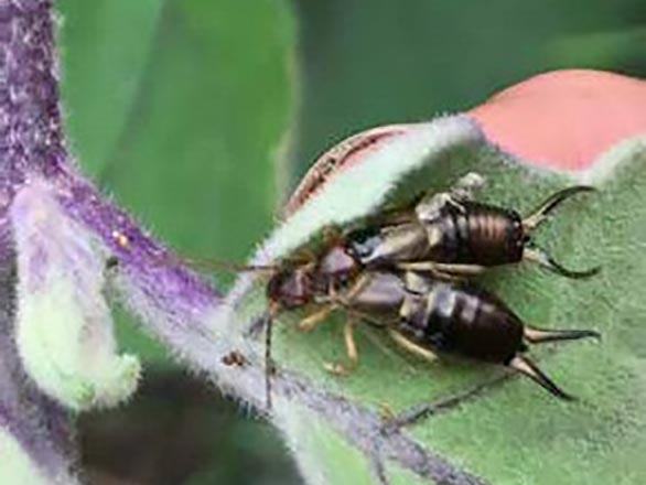 A pair of earwigs huddled close together on the underside of a leaf