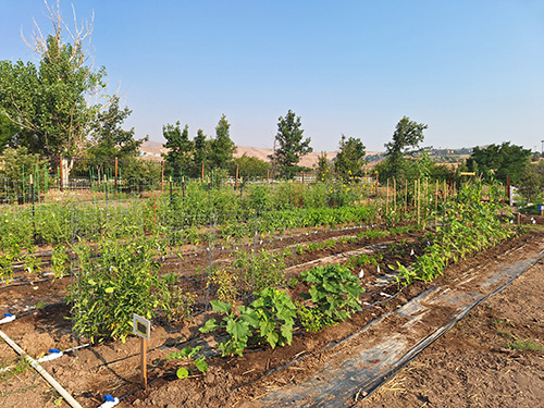 A field of garden rows and trees outside