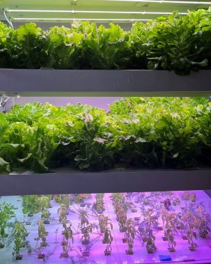 Hydroponic culture