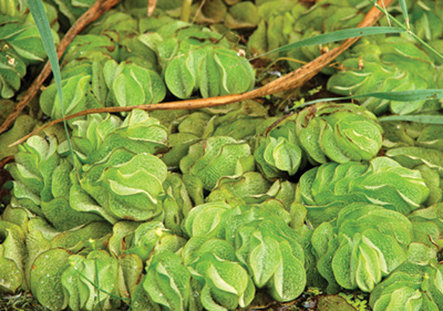 Giant salvina plants floating in water, round leaves in clusters