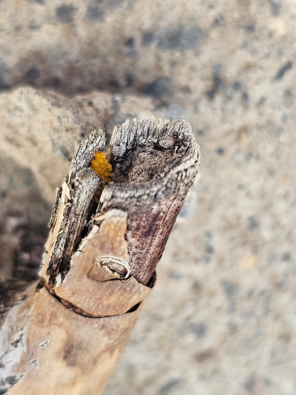 close up of insect eggs