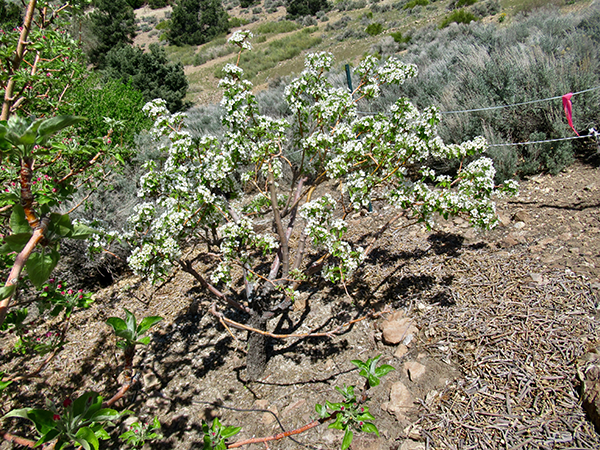 A bush with mulch on the ground.